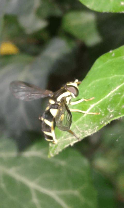 Syrphidae : Xanthogramma cfr. pedissequum?  Xanthogramma sp., femmina